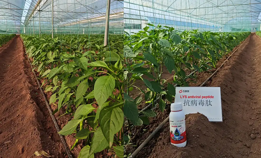 Are peptides effective against all types of plant viruses？